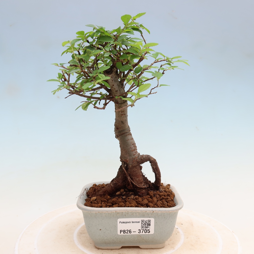 Kamerbonsai - Ulmus parvifolia - Winteriep