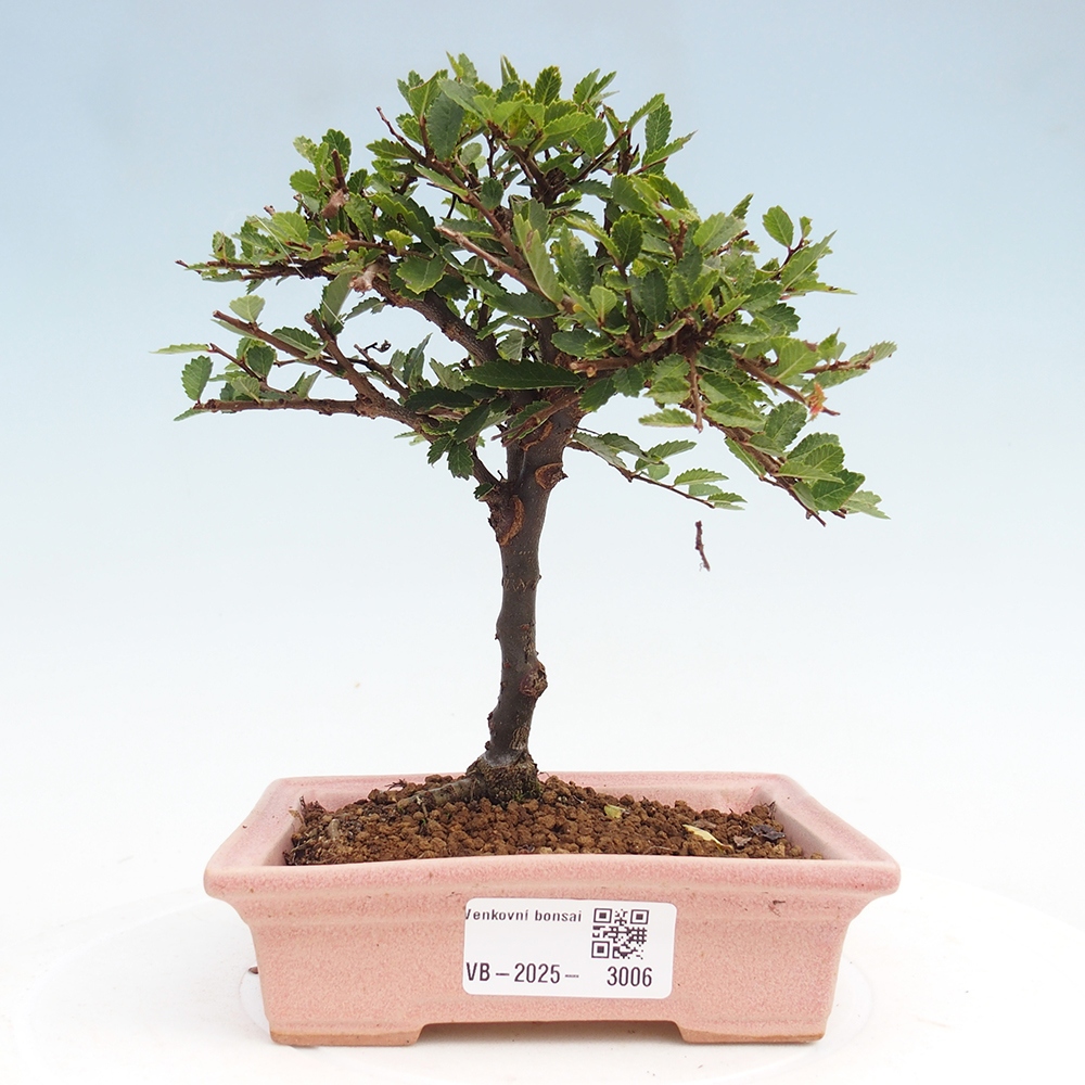 Bonsai voor buiten - Ulmus parvifolia Sagei - Kleinbladige iep