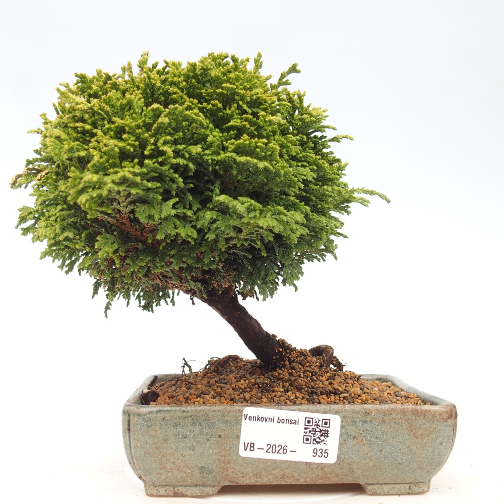 Bonsai voor buiten - Cham.pis Parslori - Cipres