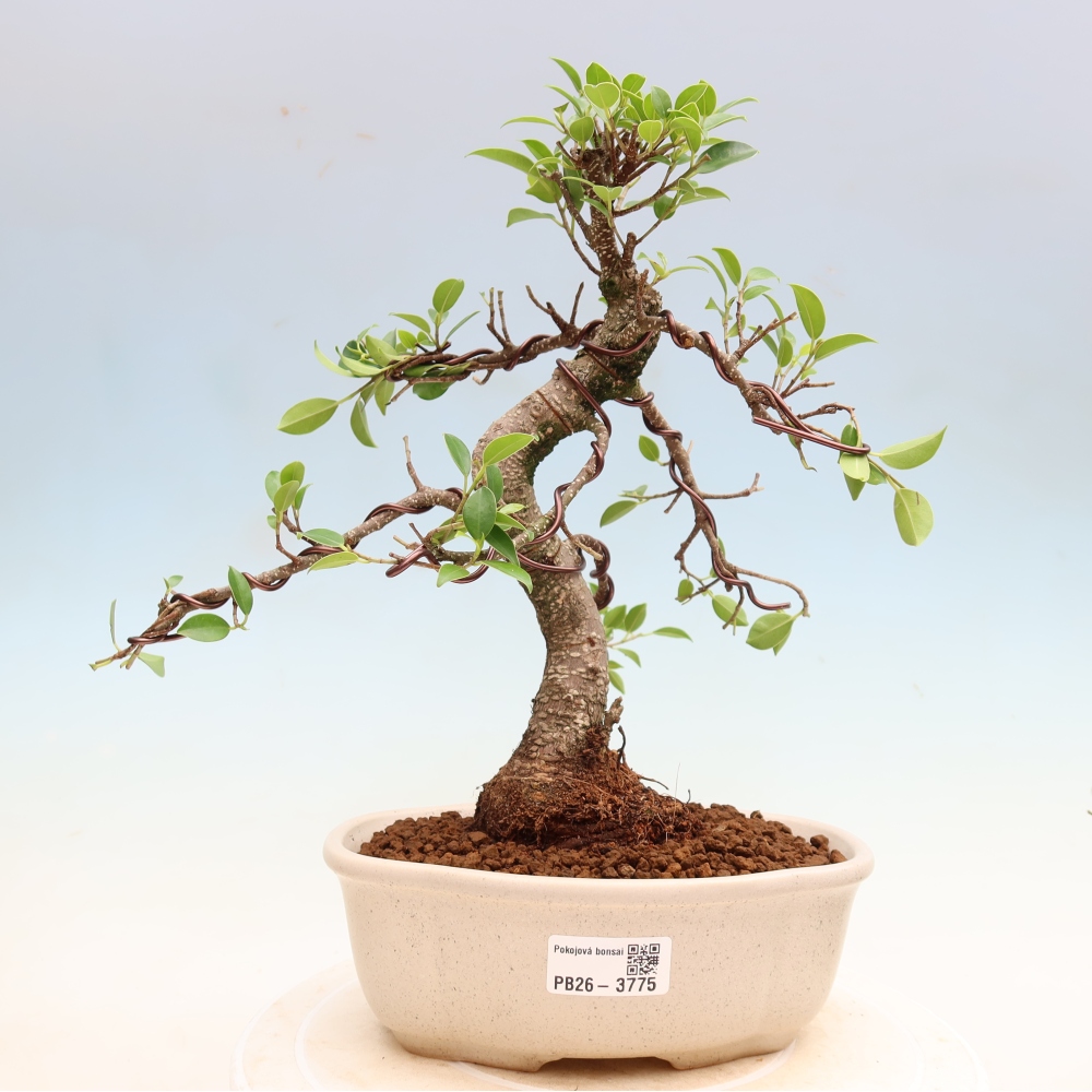 Kamerbonsai - Ficus kimmen - kleinbladige ficus