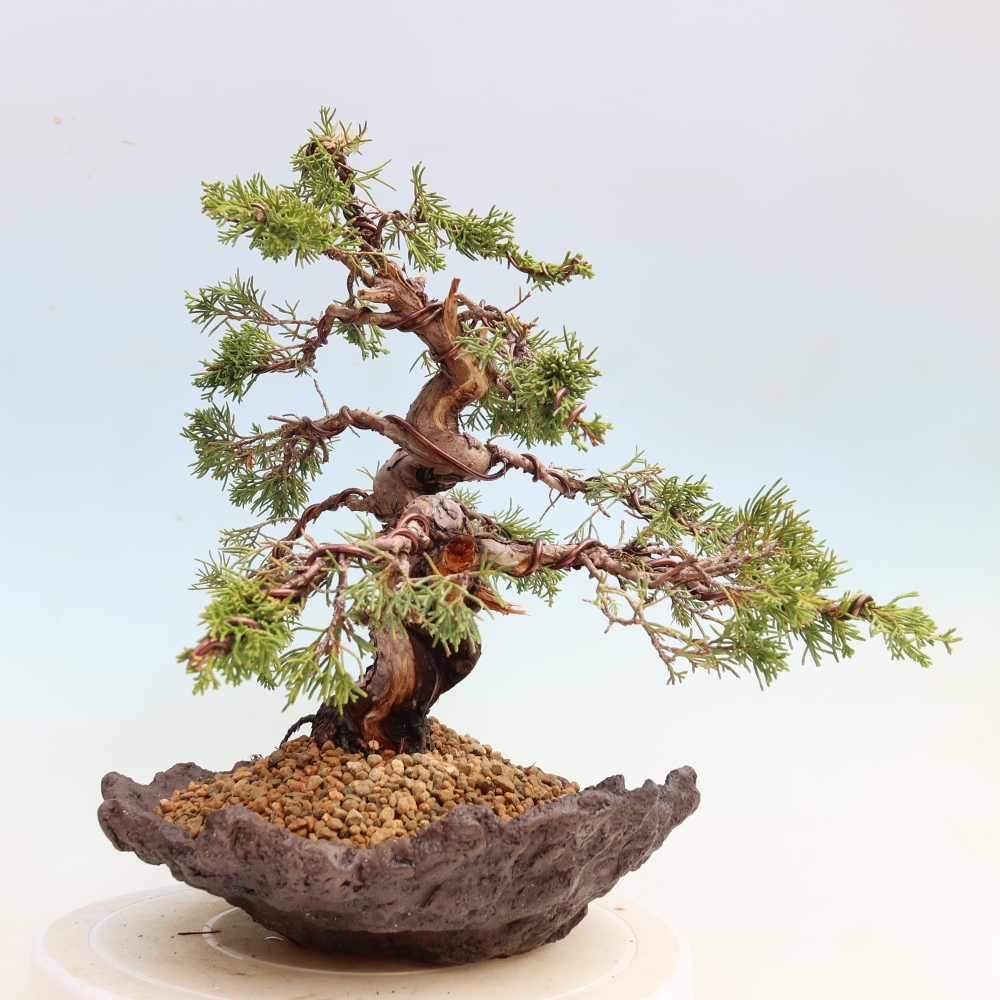 Bonsai voor buiten - Juniperus chinensis Itoigawa-Juniperus chinensis