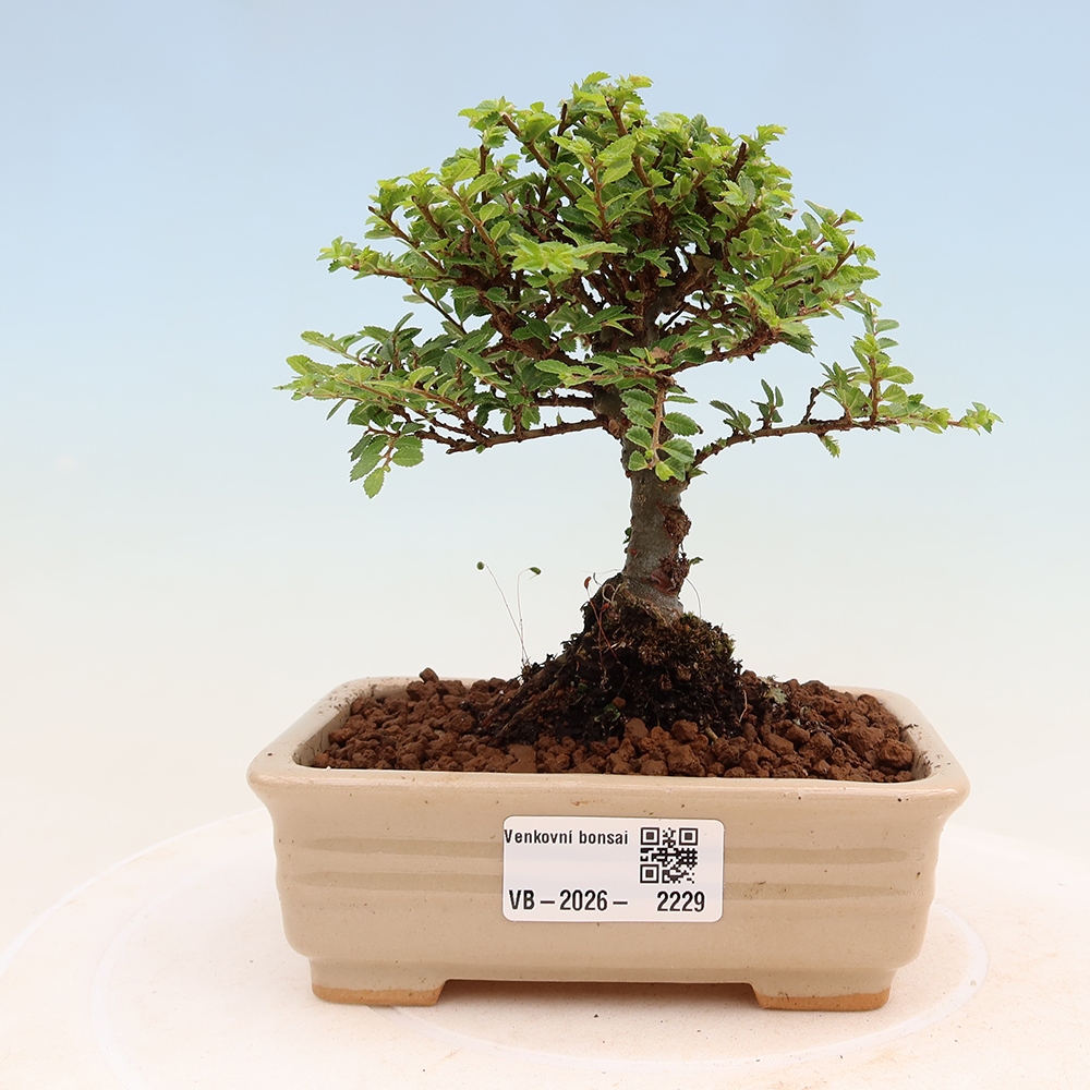 Bonsai voor buiten - Ulmus parvifolia Sagei - Kleinbladige iep