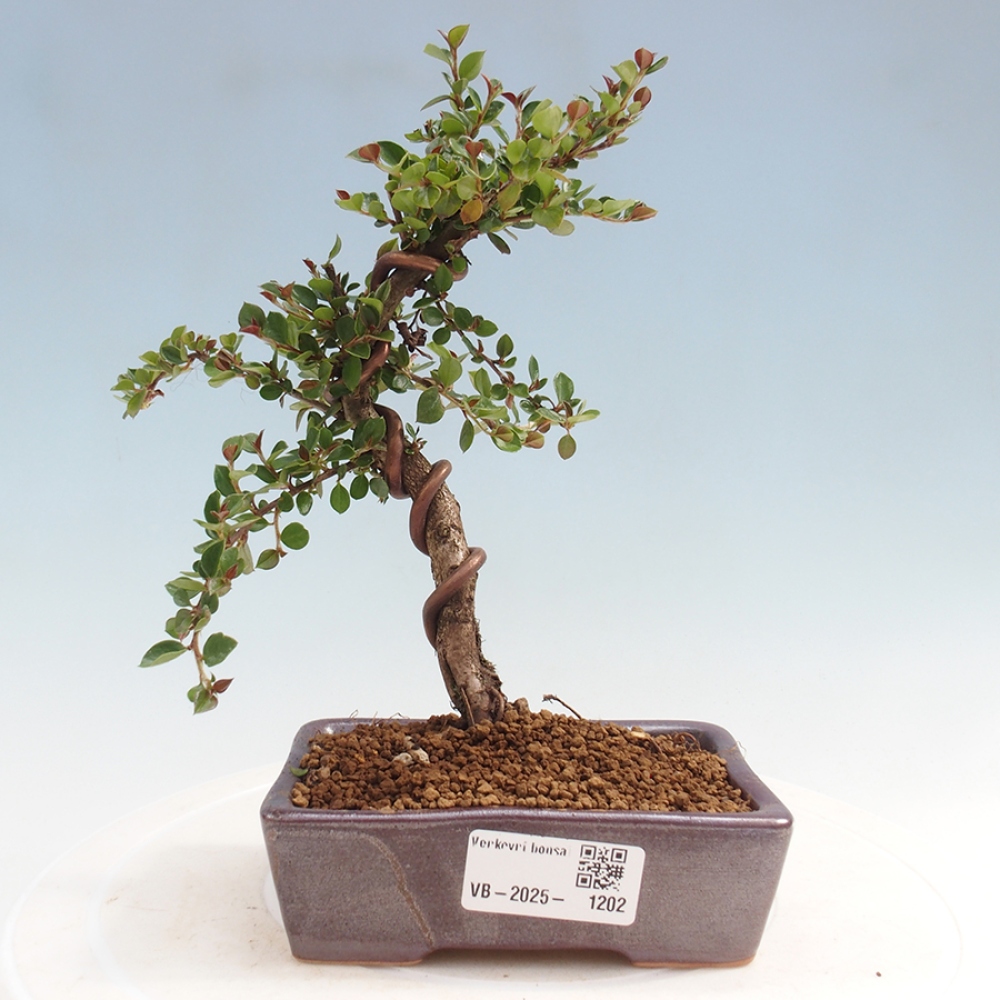 Bonsai-Cotoneaster horizontalis voor buiten - Rocky Mountain