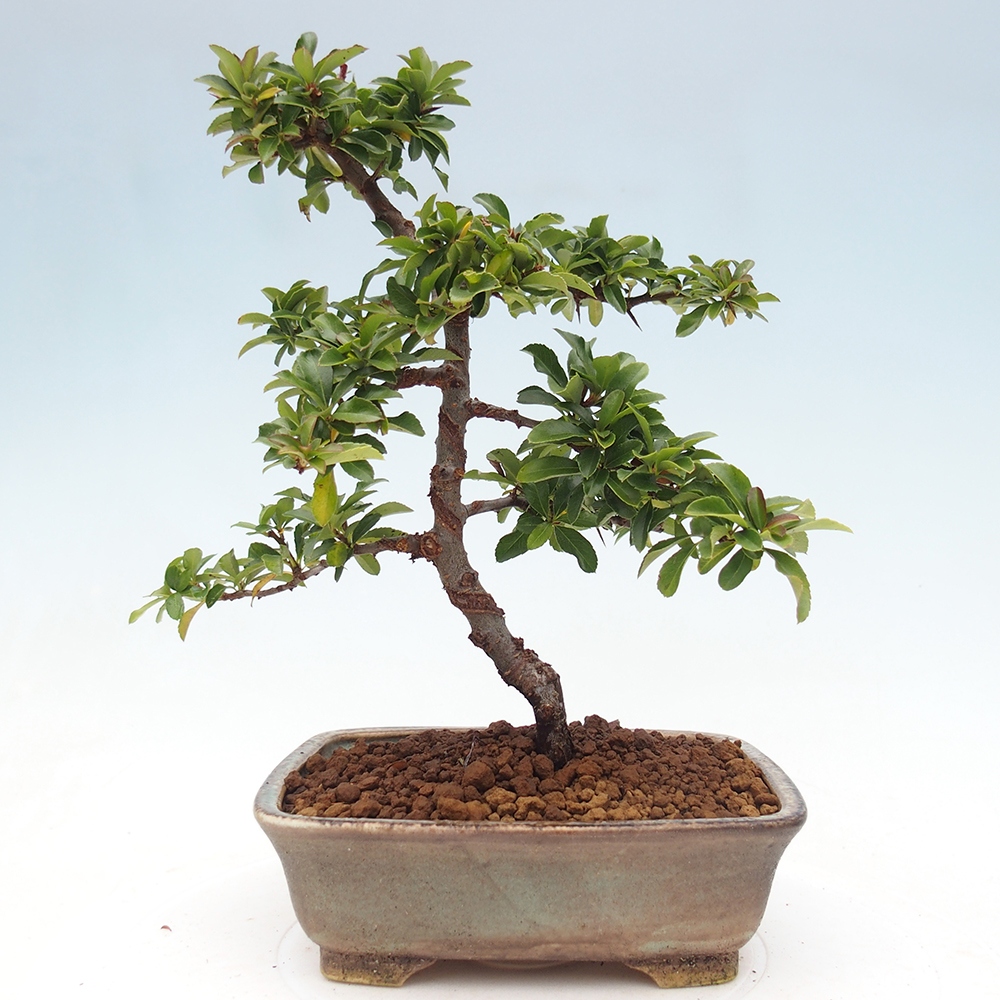 Bonsai-Pyracantha Teton voor buiten -Hlox