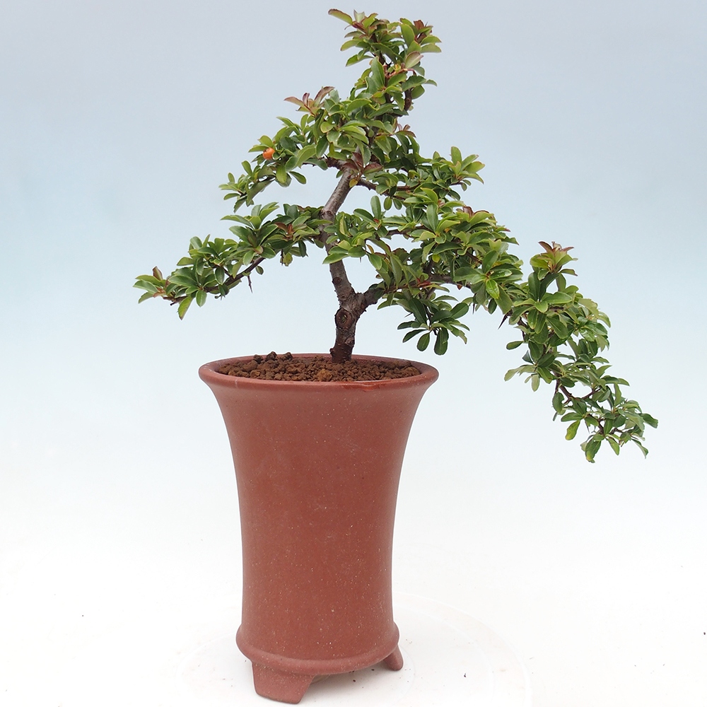 Bonsai-Pyracantha Teton voor buiten -Hlox