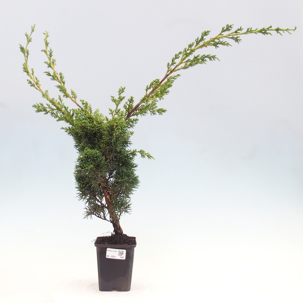 Bonsai voor buiten - Juniperus chinensis Kishu