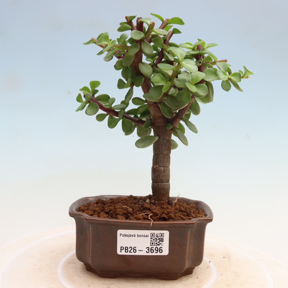 Kamerbonsai - Portulakaria Afra - Tlustice