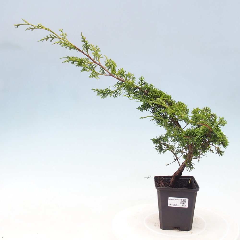 Bonsai voor buiten - Juniperus chinensis Itoigawa