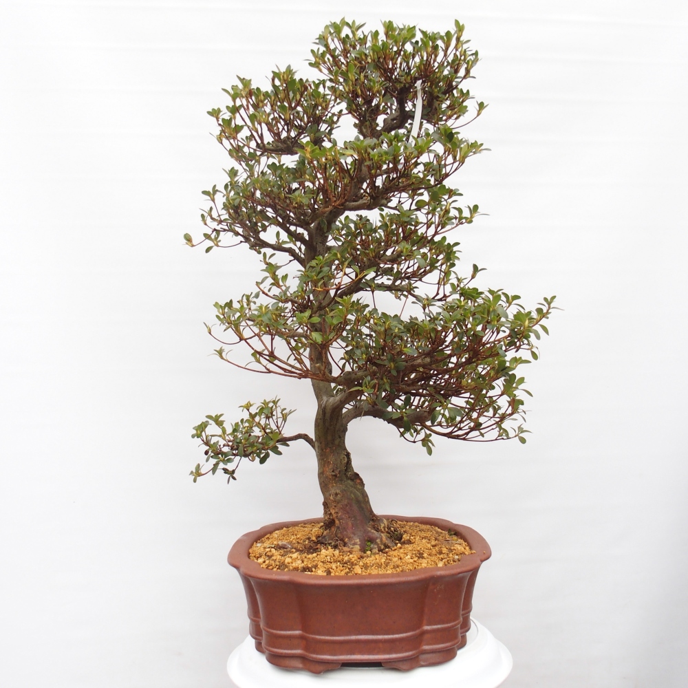 Bonsai voor buiten - Japanse Azalea - Azalea Sansei