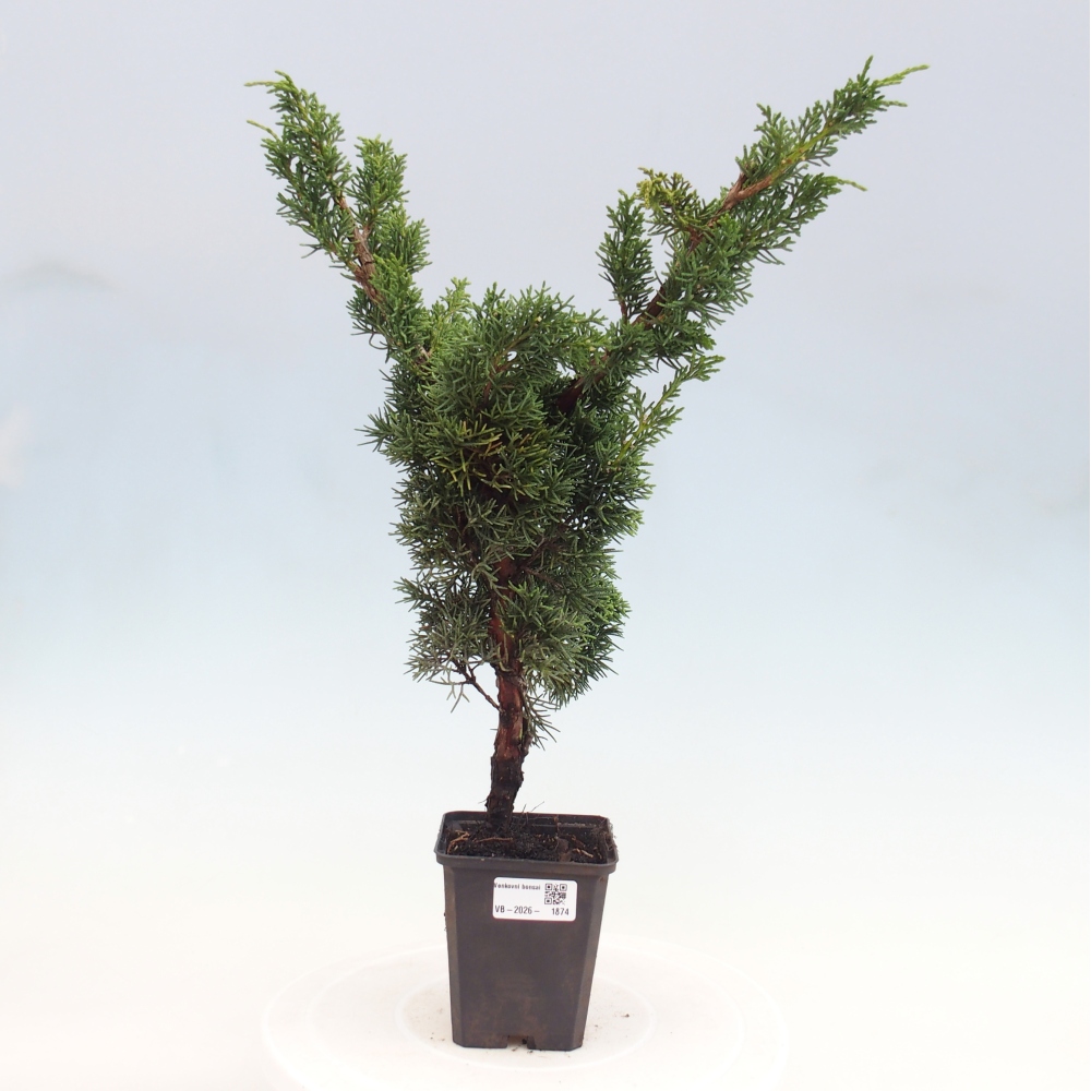 Bonsai voor buiten - Juniperus chinensis Kishu