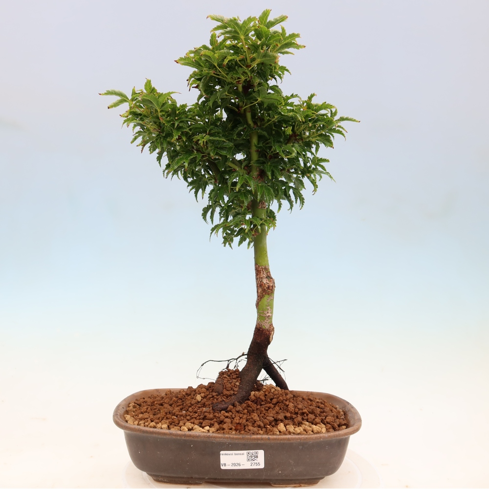 Bonsai voor buiten -Javor palm Acer palmatum Shishigashira