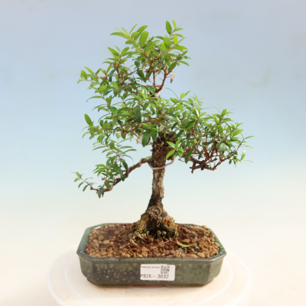 Kamerbonsai - Myrtus communis - Mirte