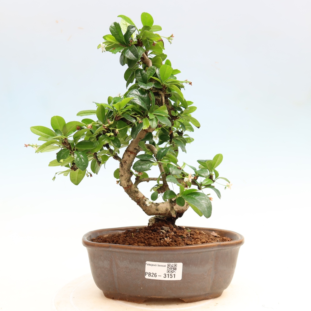 Kamerbonsai - Carmona macrophylla - Thee fuki