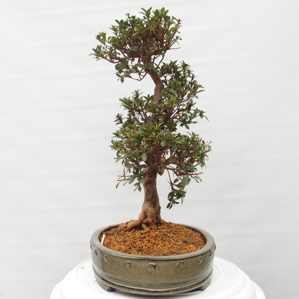 Bonsai voor buiten - Japanse Azalea - Azalea Hanatsuzuri