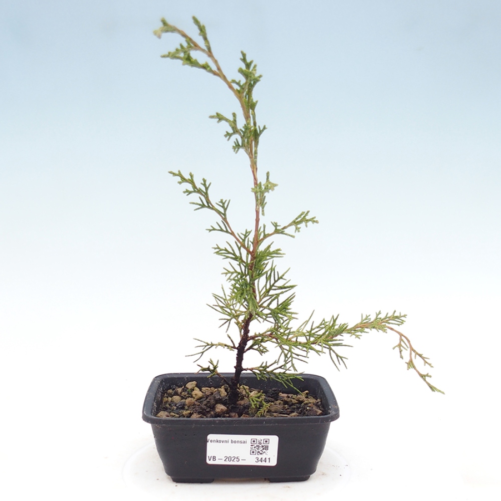Bonsai voor buiten - Juniperus chinensis Itoigawa