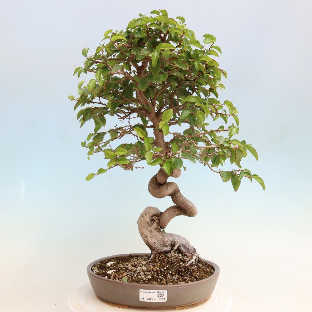 Bonsai voor buiten -Carpinus CARPINOIDES - Koreaanse haagbeuk