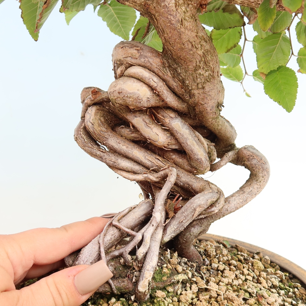 Bonsai voor buiten -Carpinus CARPINOIDES - Koreaanse haagbeuk
