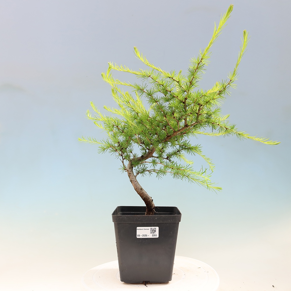 Bonsai voor buiten -Larix decidua - Lariks