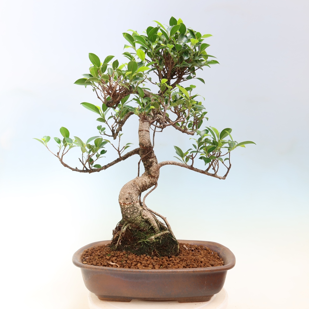 Kamerbonsai - Ficus kimmen - kleinbladige ficus