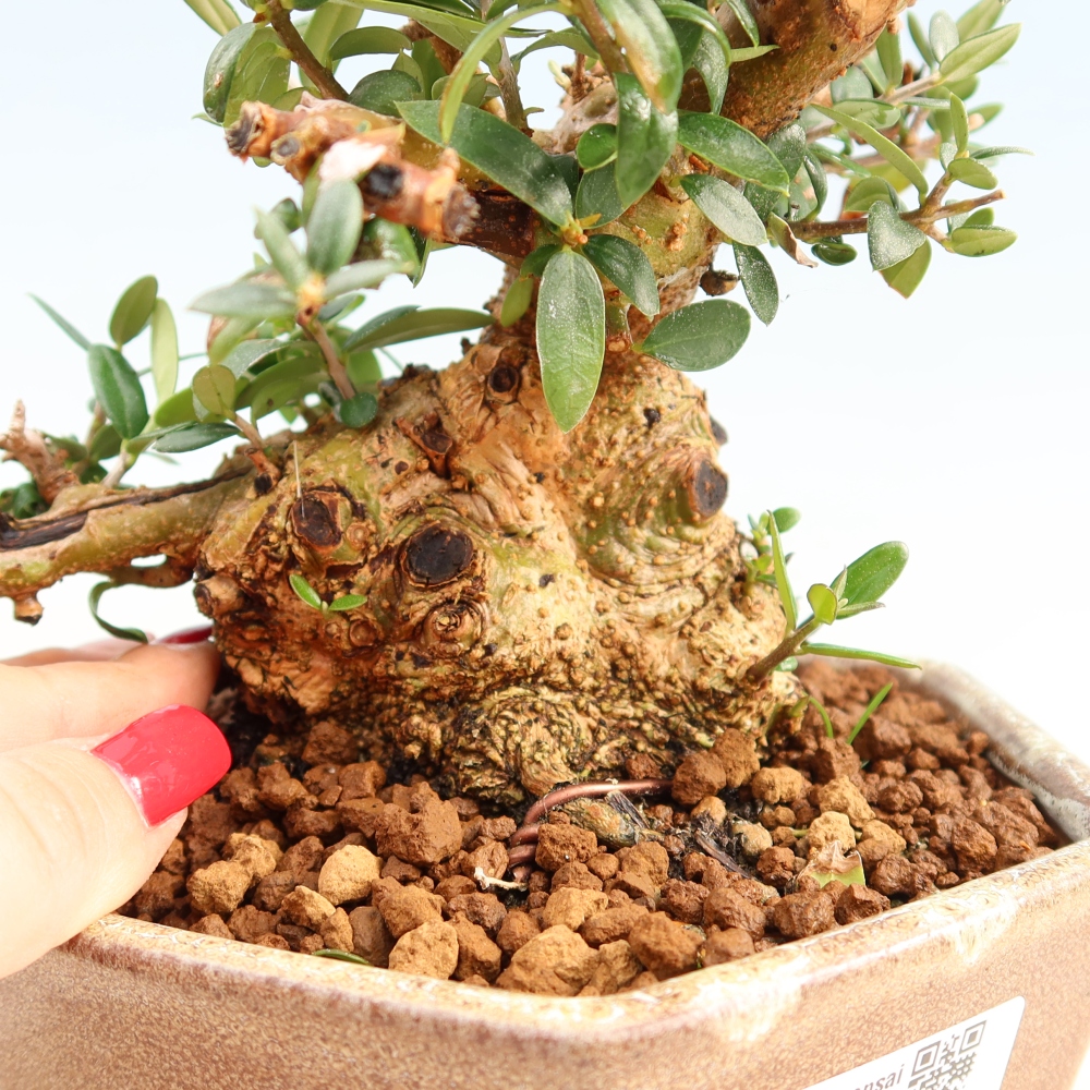 Bonsai voor binnen - Olea europaea sylvestris