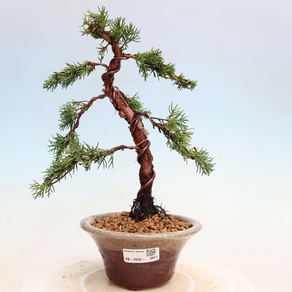 Bonsai voor buiten - Juniperus chinensis Kishu