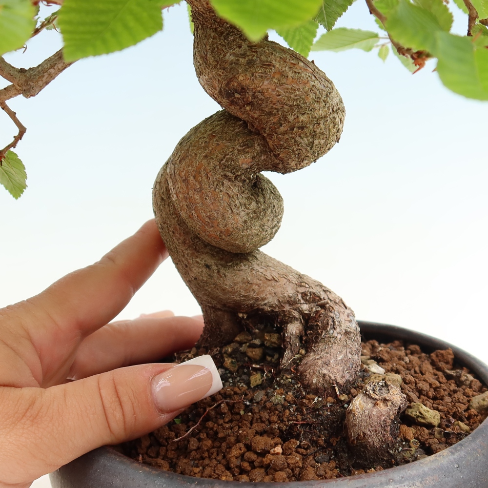 Bonsai voor buiten -Carpinus Coreana - Koreaanse haagbeuk