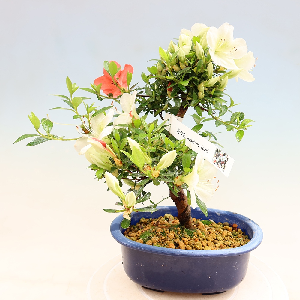 Bonsai voor buiten - Japanse azalea - Azalea Asahi-no-izumi