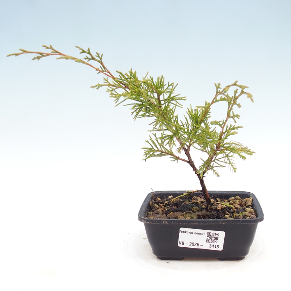 Bonsai voor buiten - Juniperus chinensis Itoigawa