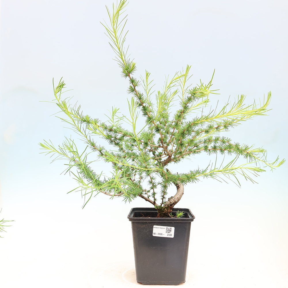 Bonsai voor buiten -Larix decidua - Lariks