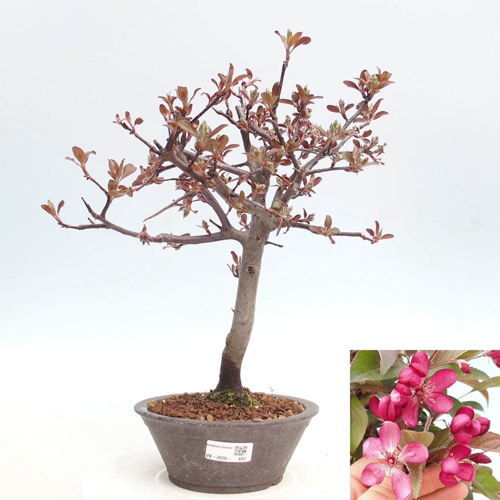 Bonsai voor buiten -Malus domestica - Roodbladige appelboom met kleine vruchten