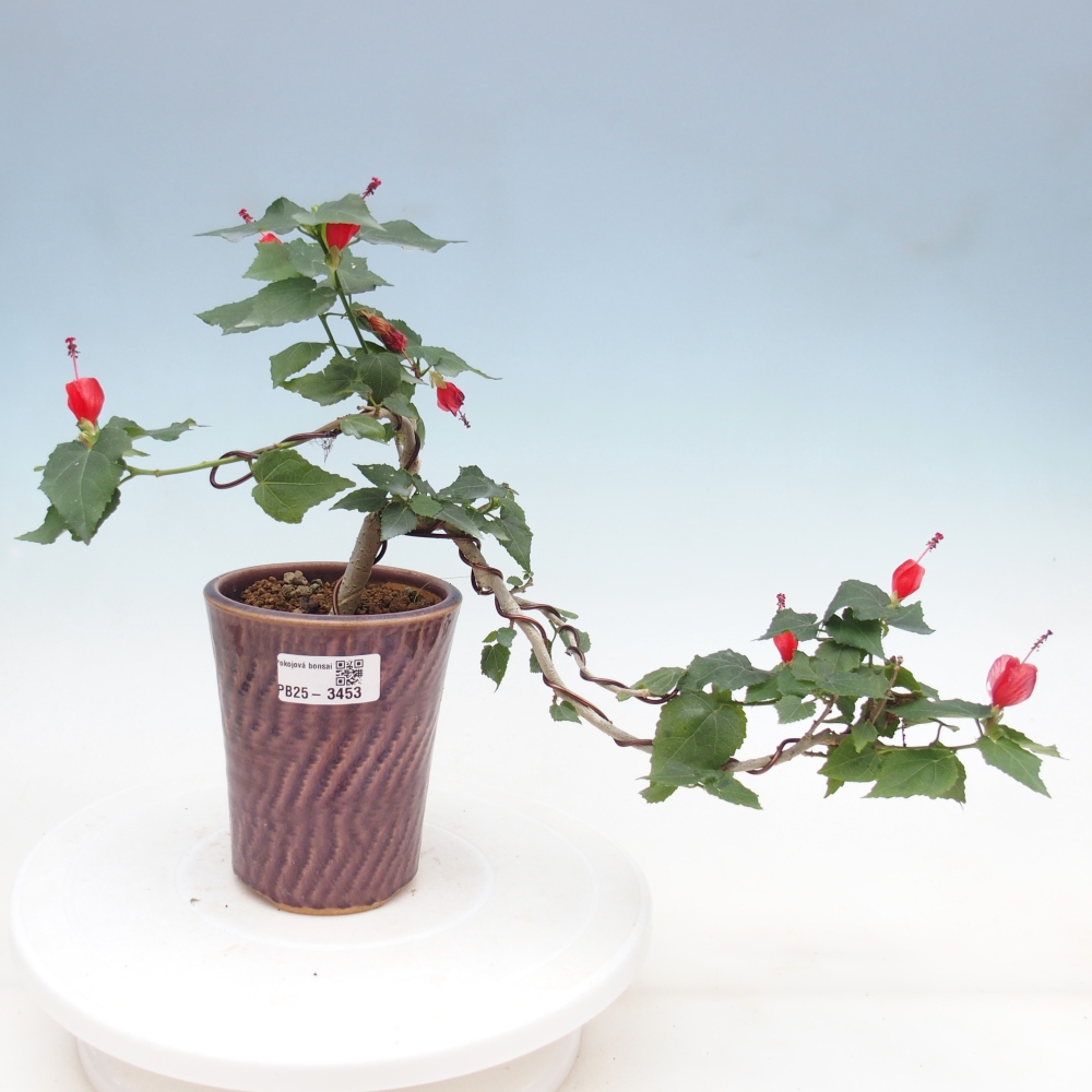 Bonsai voor binnen - Malvaviscus arboreus