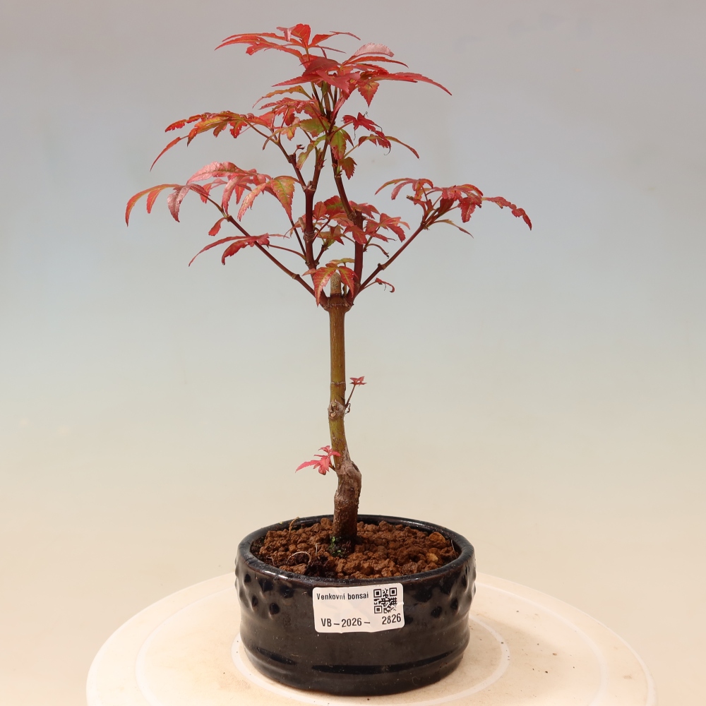 Bonsai voor buiten - Acer palm. Atropurpureum-Javorpalm