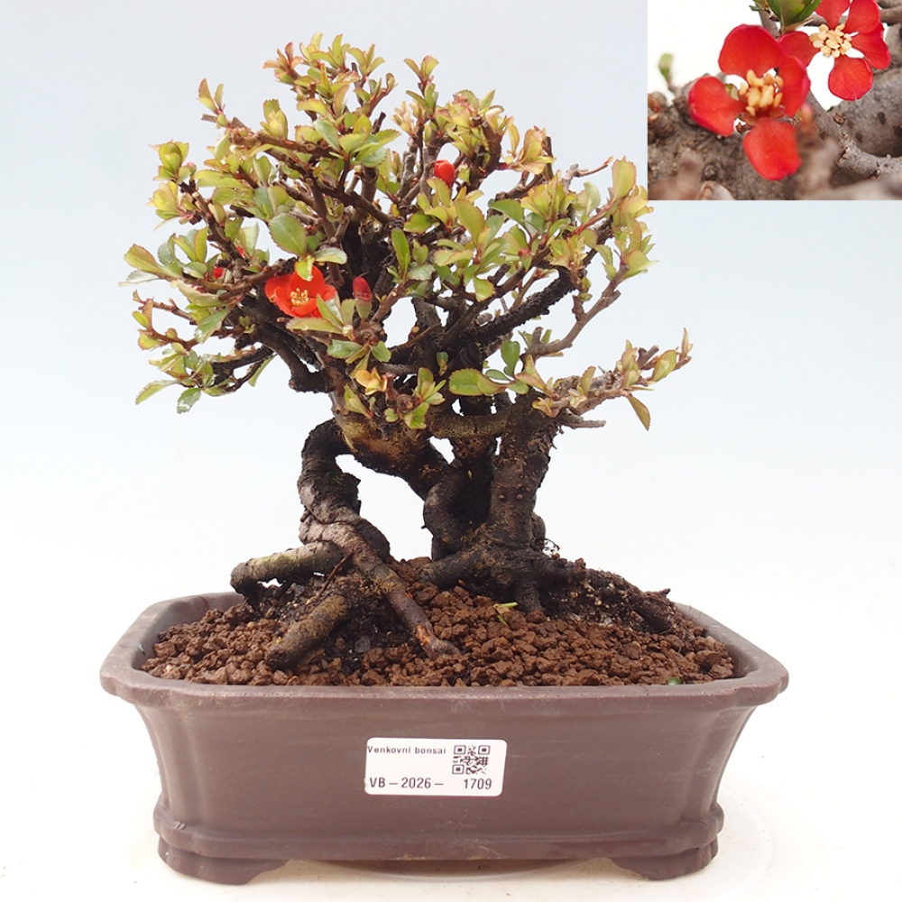 Bonsai voor buiten - Chaneomeles speciosa - Kweepeer