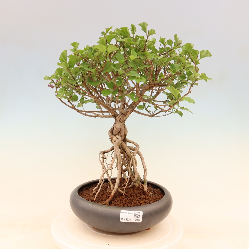 Bonsai voor buiten - Syringa microphylla - kleinbloemige sering