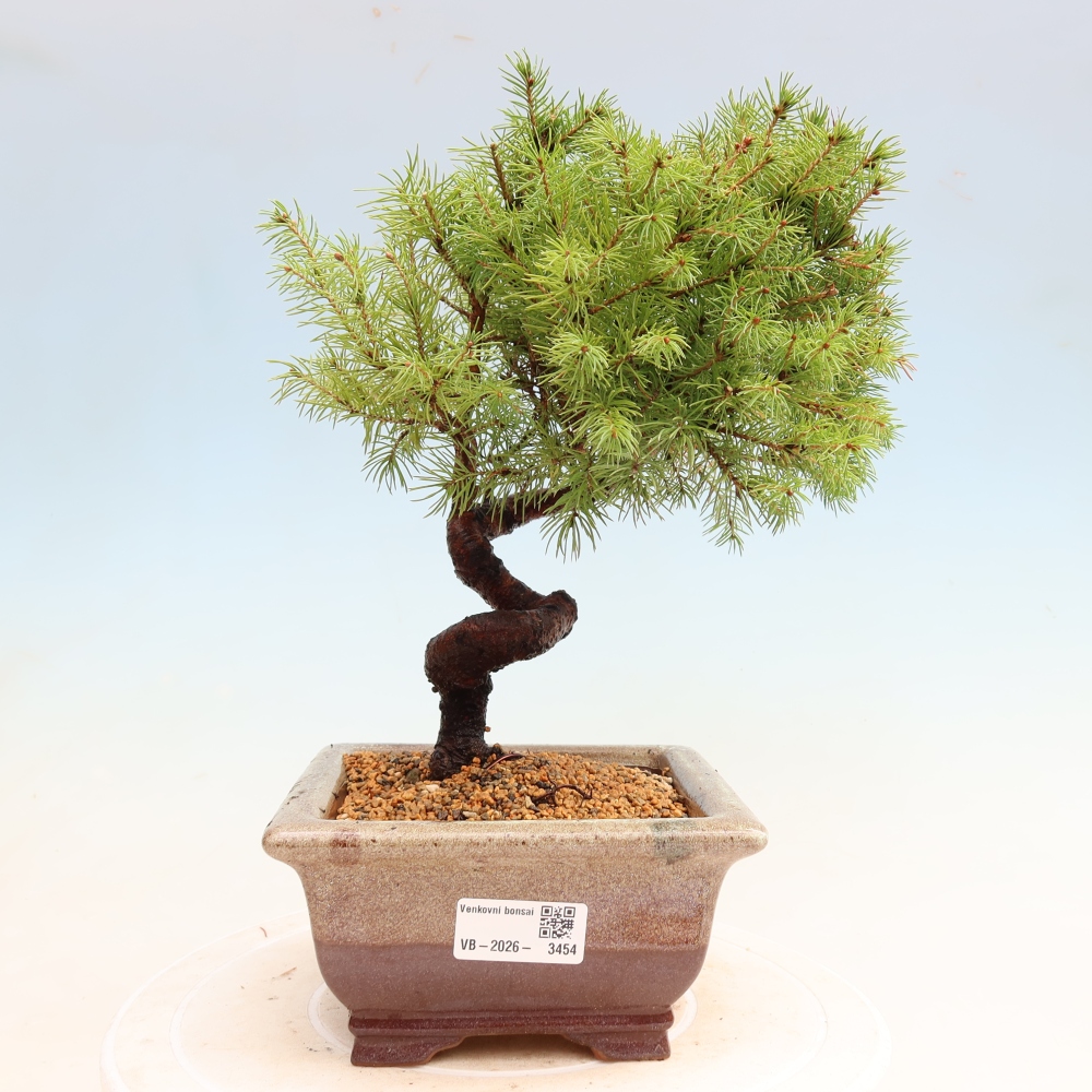 Buitenbonsai – Grijze spar – Picea glauca globe