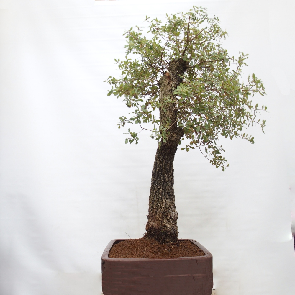 Yamadori - Quercus Ilex -Oakhulst