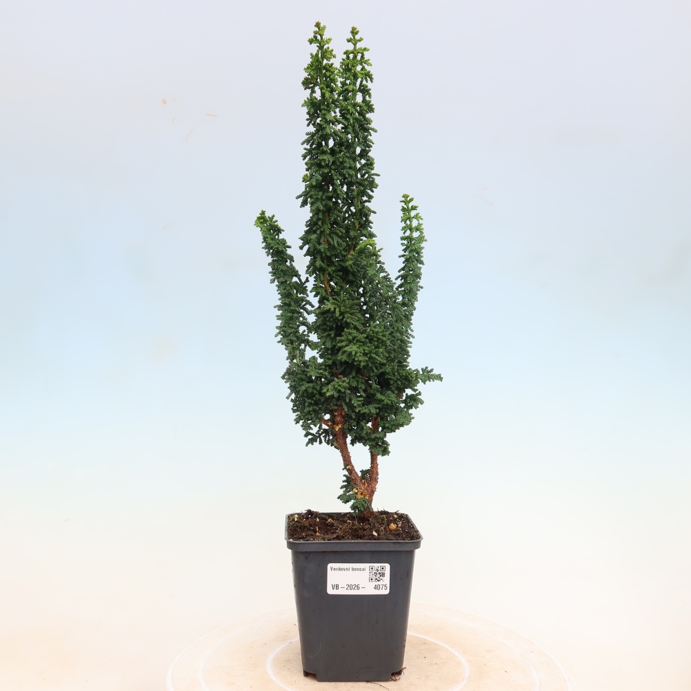 Bonsai voor buiten - Cham. obtusa SEKKA HINOKI - Cipres