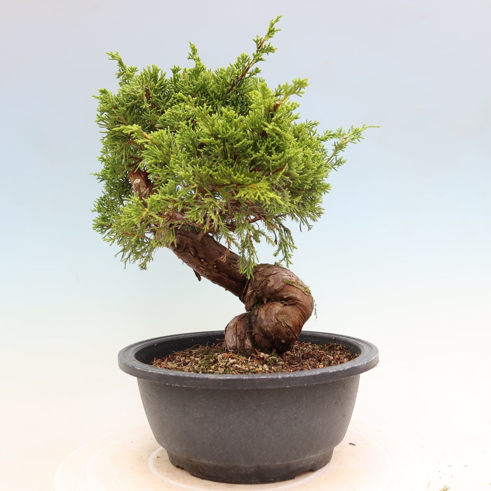 Bonsai voor buiten - Juniperus chinensis Itoigawa-Juniperus chinensis