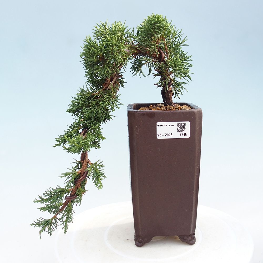Bonsai voor buiten - Juniperus chinensis Kishu