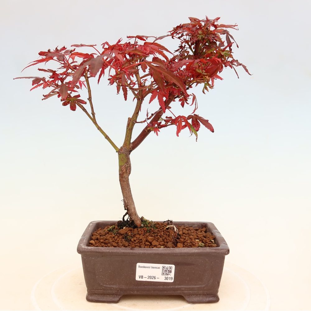 Buitenbonsai - Palmbladige esdoorn  - Acer palmatum Berry Broom 