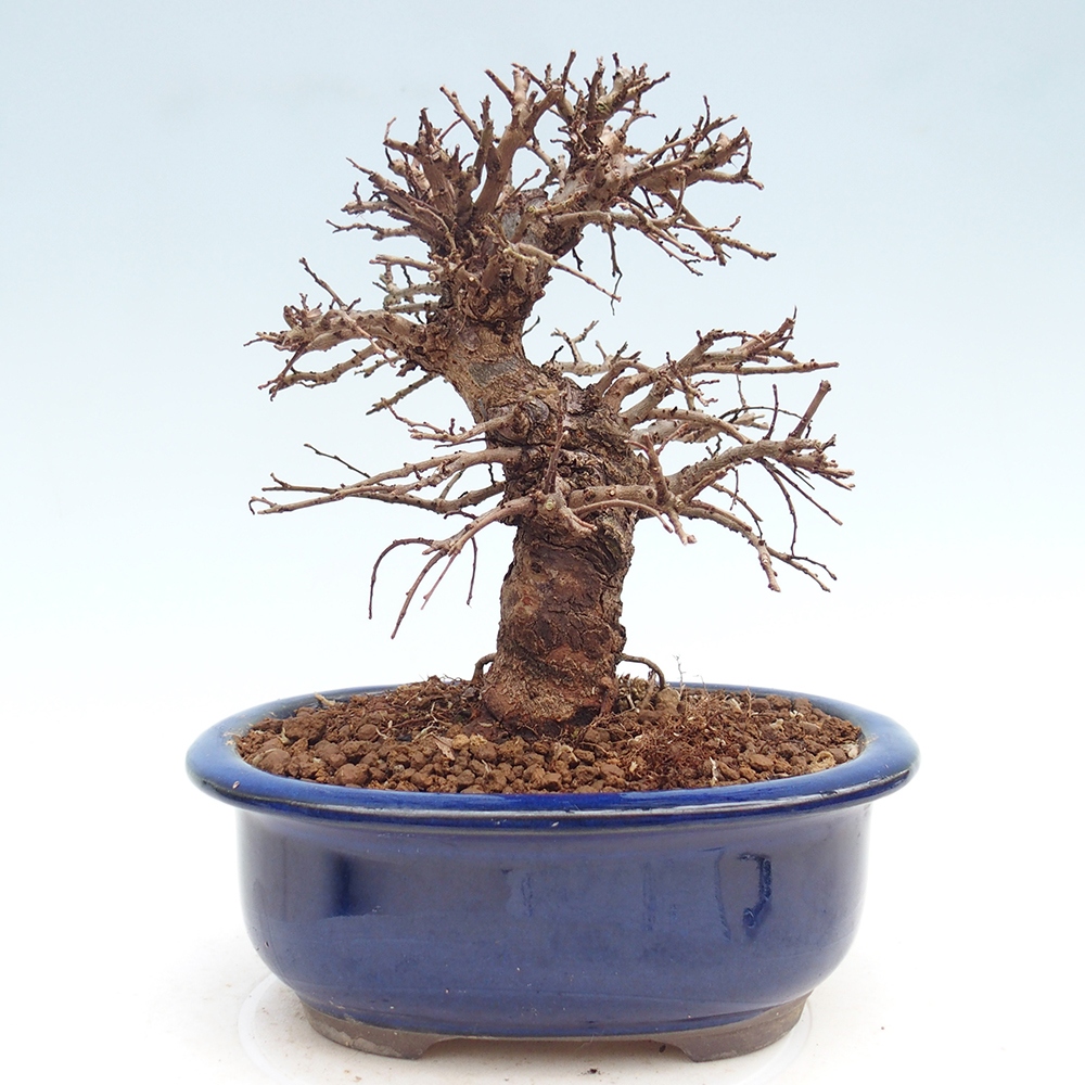 Bonsai voor buiten - Zelkova - Zelkova NIRE