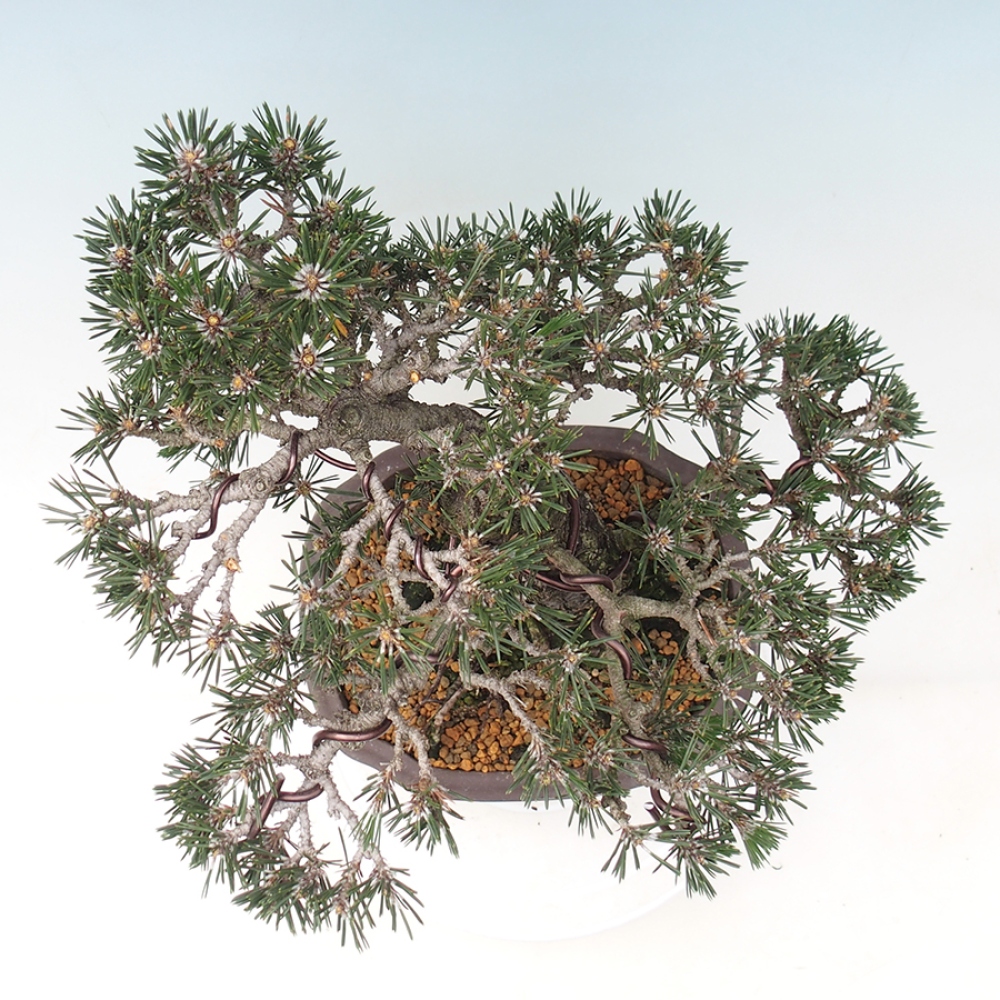 Bonsai voor buiten - Pinus thunbergii Kotobuki - Thunberg den