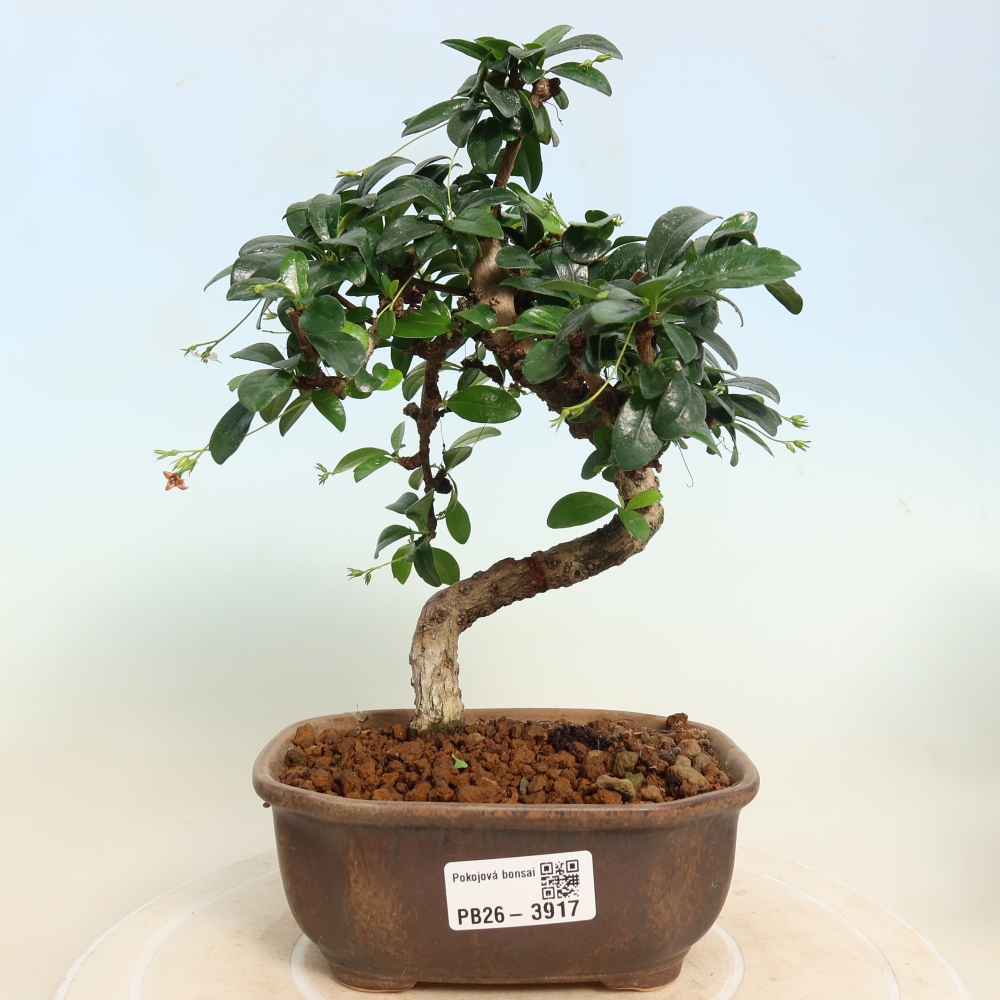 Kamerbonsai - Carmona macrophylla - Thee fuki