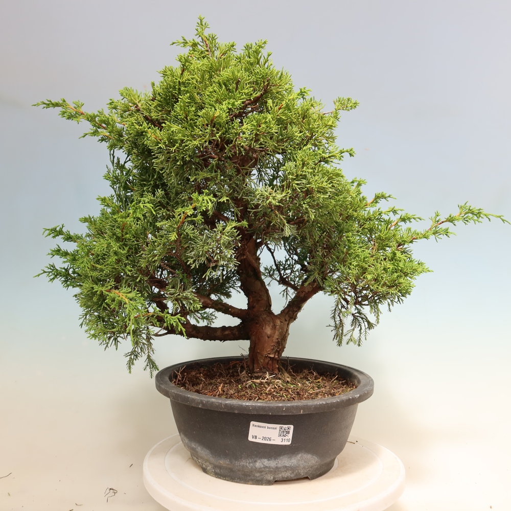 Bonsai voor buiten - Juniperus chinensis Itoigawa-Juniperus chinensis