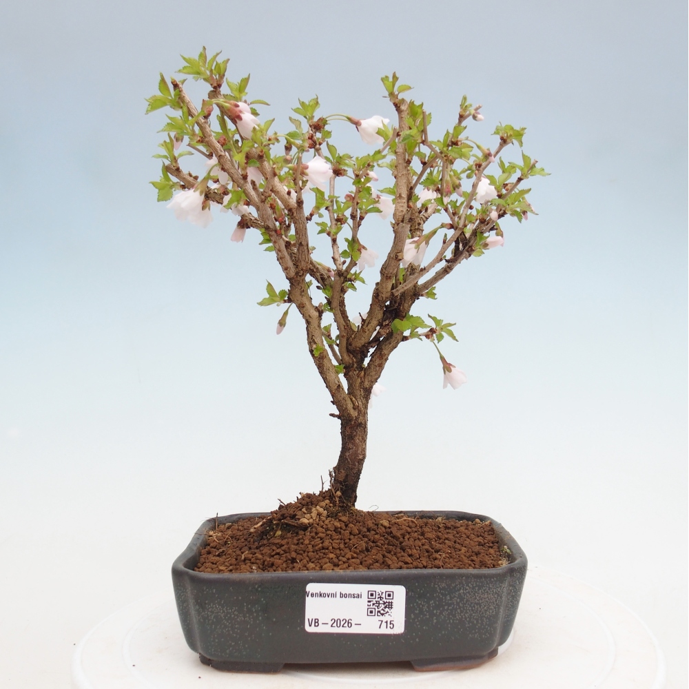 Bonsai voor buiten - Prunus incisa Kojou-no mai-Plivon uitgesneden