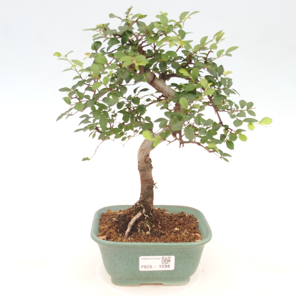 Kamerbonsai - Ulmus parvifolia - Winteriep