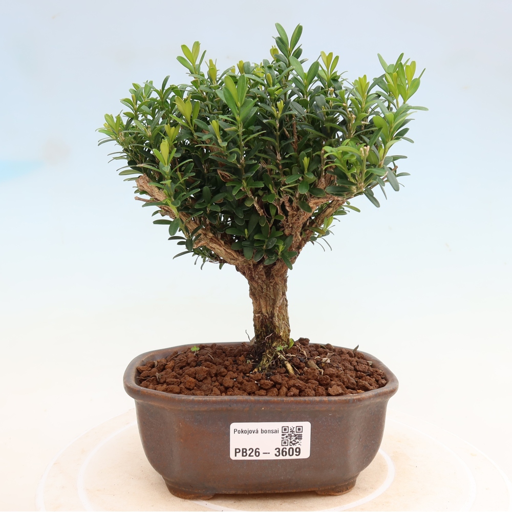 Kamerbonsai - Buxus harlandii - kurk buxus