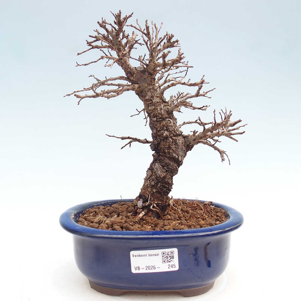 Bonsai voor buiten - Zelkova - Zelkova NIRE