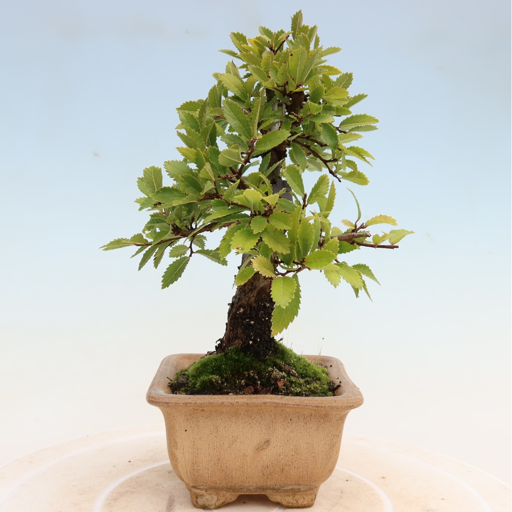 Bonsai voor buiten - Zelkova - Zelkova NIRE