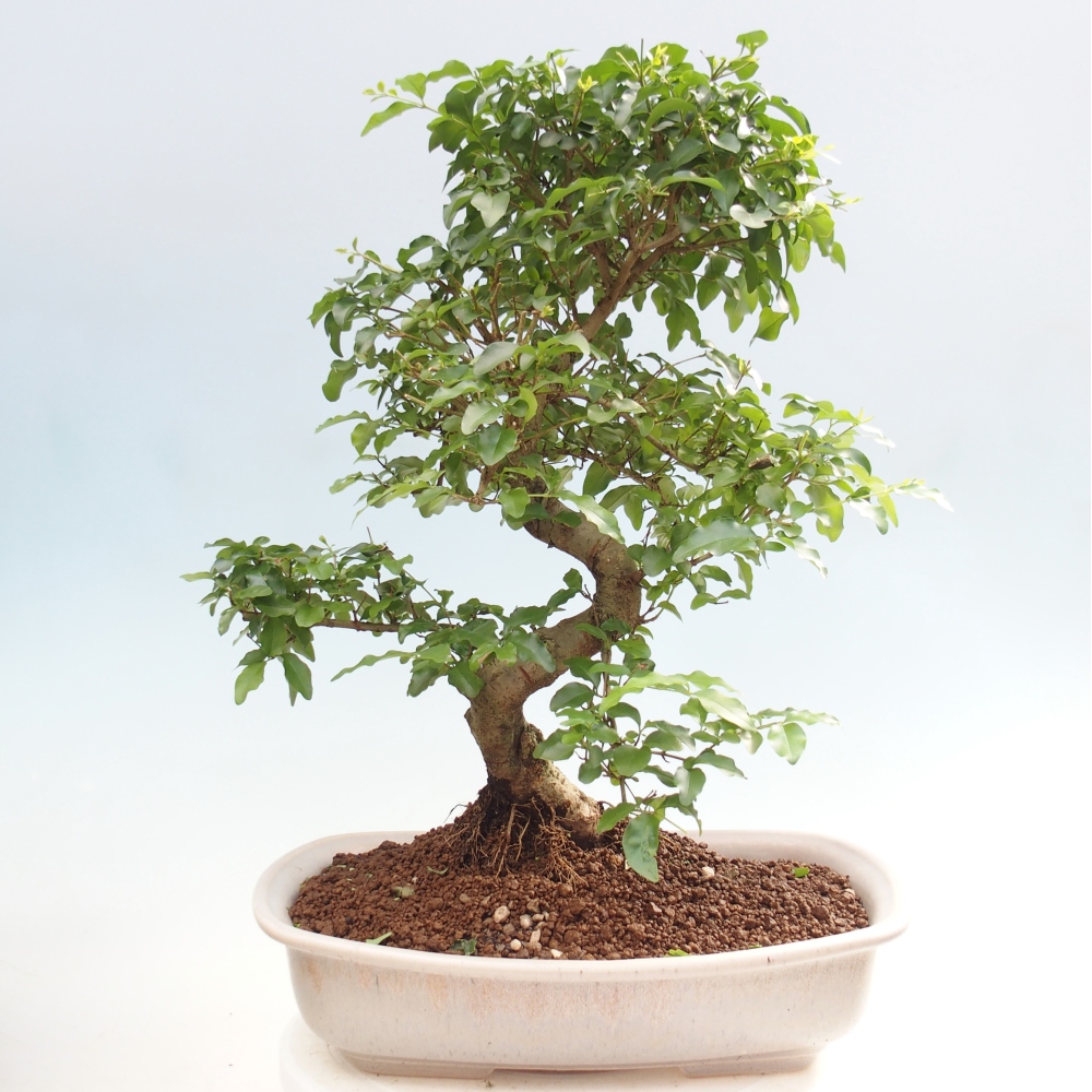 Kamerbonsai -Ligustrum chinensis - Vogelsnavel